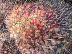 Sawit Plasma Ditolak, Petani Menjerit: Aroma Permainan Kotor di Pabrik TBL-BW?