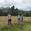 Kapolsek Wayserdang Tinjau Lahan Pertanian