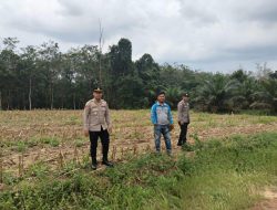 Kapolsek Wayserdang Tinjau Lahan Pertanian